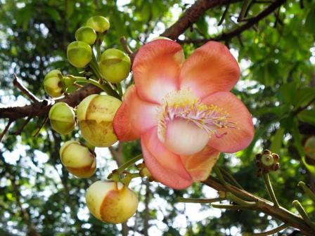 Sal Tree - Shorea robusta - Ayurveda Details And Health Benefits