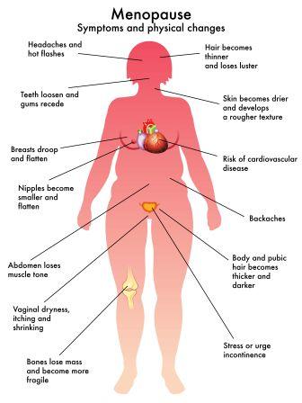 20 Day Menstrual Cycle Perimenopause Diet