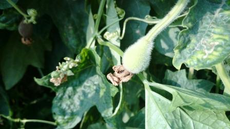 Sponge Gourd: Benefits, Usage, Research, Remedies, Side Effects - Easy ...