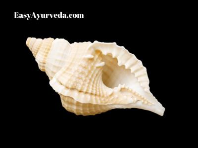 Conch Shell Shankha Shodhana Marana Properties Dosage