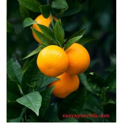 Orange (Santra): Uses, Benefits, Side Effects and More! - PharmEasy Blog