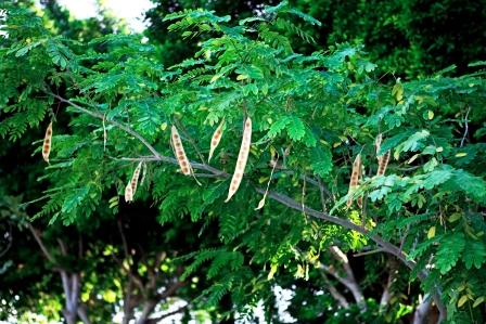 Shirisha, Albizia lebbeck- Uses, Medicinal Qualities, Ayurveda Details