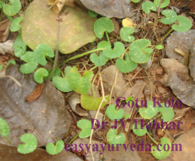Side Effects Of Brahmi Vati