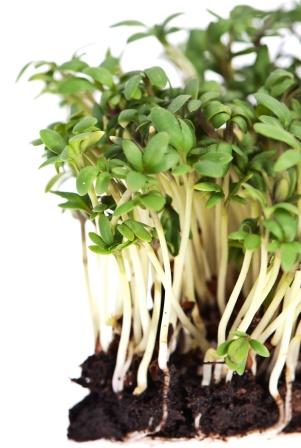 Garden Cress Benefits, Uses, Dosage + Ayurvedic Uses Of Garden Cress S