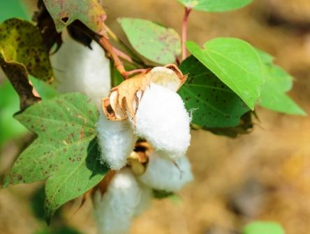 Plant Cotton - Gossypium  herbaceum