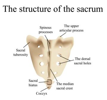 Tailbone Injury (Coccyx Injury): symptoms, causes, risk factors,  prevention, diagnosis, treatment, surgery, sleeping positions