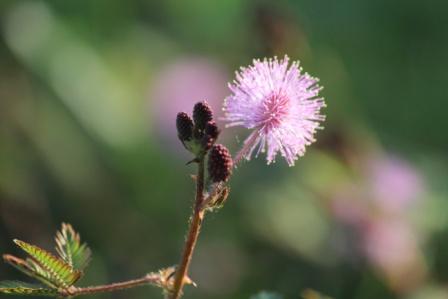 Touch Me Not Plant Uses How To Take Side Effects Research