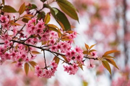 Padmaka - Prunus cerasoides: Uses, Dose, Research, Side Effects