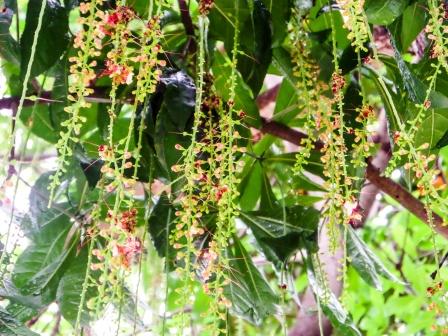 Indian Oak Tree: Barringtonia acutangula Uses, Research ...