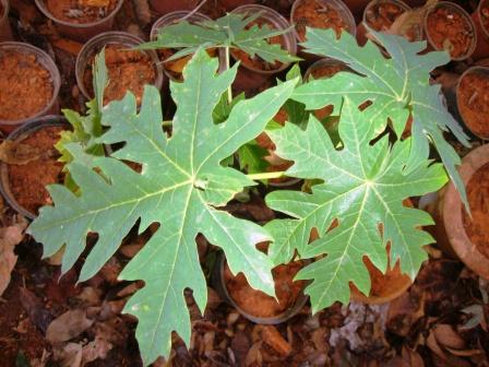 Papaya leaves hotsell side effects