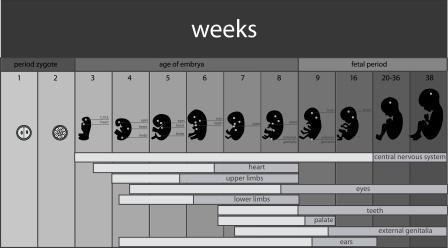 Monthly Development Of Fetus Ayurvedic perspective