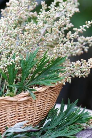 Ayurvedic India - Benefits of Artemisia Annua Common name: sweet wormwood,  Indian Wormwood, Mugwort • Hindi: majtari, mastaru, buer, charmar •  Kannada: machi-patri, manchapatri, davana, manjipatri • Malayalam:  tiru-nitripach-cha, appa, damanakam •