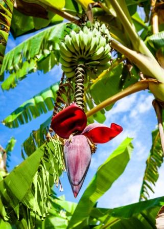 Plantain Banana Uses Research Remedies Side Effects Easy