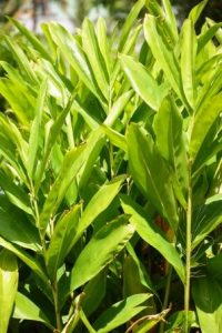 Rasna Pluchea lanceolata, Vanda roxburghii, Alpinia galanga Uses, Research