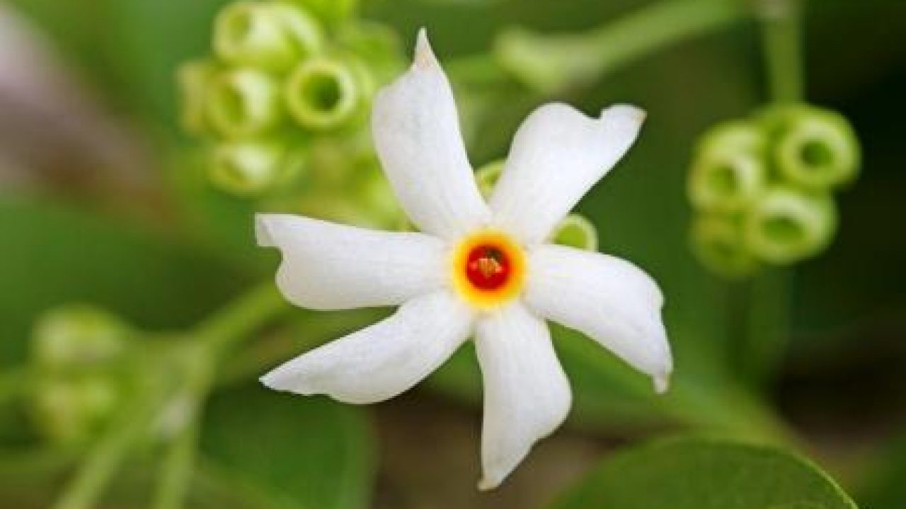 Parijatha Nyctanthes arbor-tristis: Benefits, Remedies, Research ...