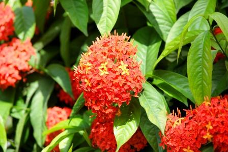 Ashoka Bark- Saraca indica Uses, Medicinal Qualities, Ayurveda Details