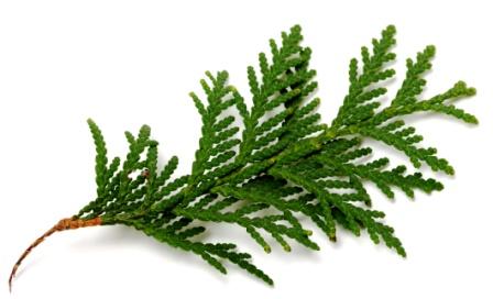 5 Thuja occidentalis Remedies: Acne, Cold, Mosquitoes