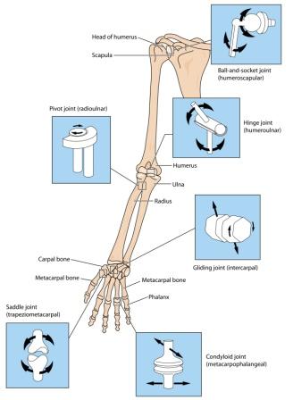 Sandhi Shareera: Study of Bone Joints As Per Ayurveda