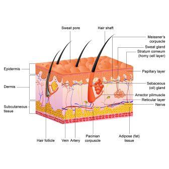 Upadhatu Of Mamsa: Vasa, Twak: Sub Tissues Of Mamsa