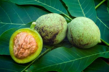 walnut mallo noce juglans regia akhrot husk preparare nocino uses ricetta fresche noci green liquore questo casa shell medicinal unadonna