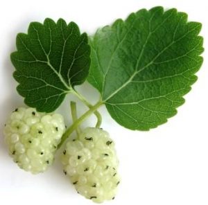 White Mulberry: Morus alba Uses, Research, Remedies, Side Effects ⋆ ...