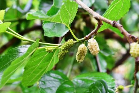 White Mulberry: Morus Alba Uses, Research, Remedies, Side Effects ⋆ 