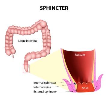 Guda Marma: Anatomical Location, Effect Of Injury