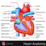 Hridaya Marma: Components, Location, Effect Of Injury