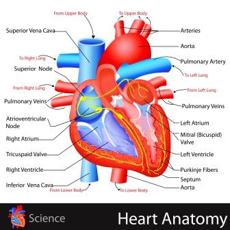 Hridaya Marma: Components, Location, Effect Of Injury