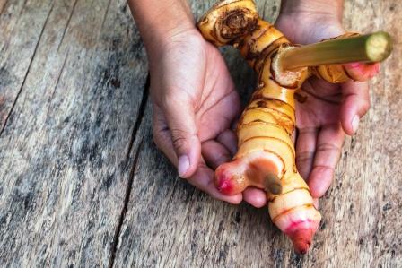 Alpinia galanga - Thai Ginger - Galangal