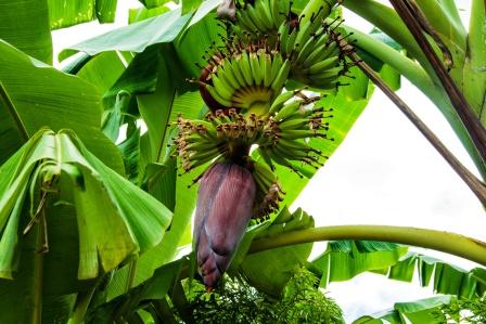 Plantain Banana Uses Research Remedies Side Effects Easy