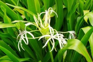 Spider Lily (Crinum asiaticum) Uses, Research, Remedies, Medicines ⋆ ...