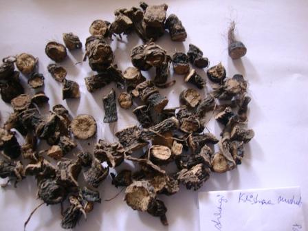 Black Musli Curculigo orchioides Uses Research Side Effects