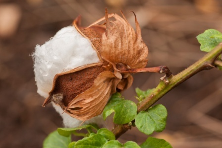 Cotton Plant: Gossypium Herbaceum Remedies: Dysuria, White Discharge