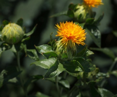 Safflower: Benefits, Uses, Side Effects, and More