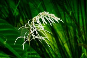 Kans Grass Saccharum spontaneum Uses, Research, Remedies, Side Effects