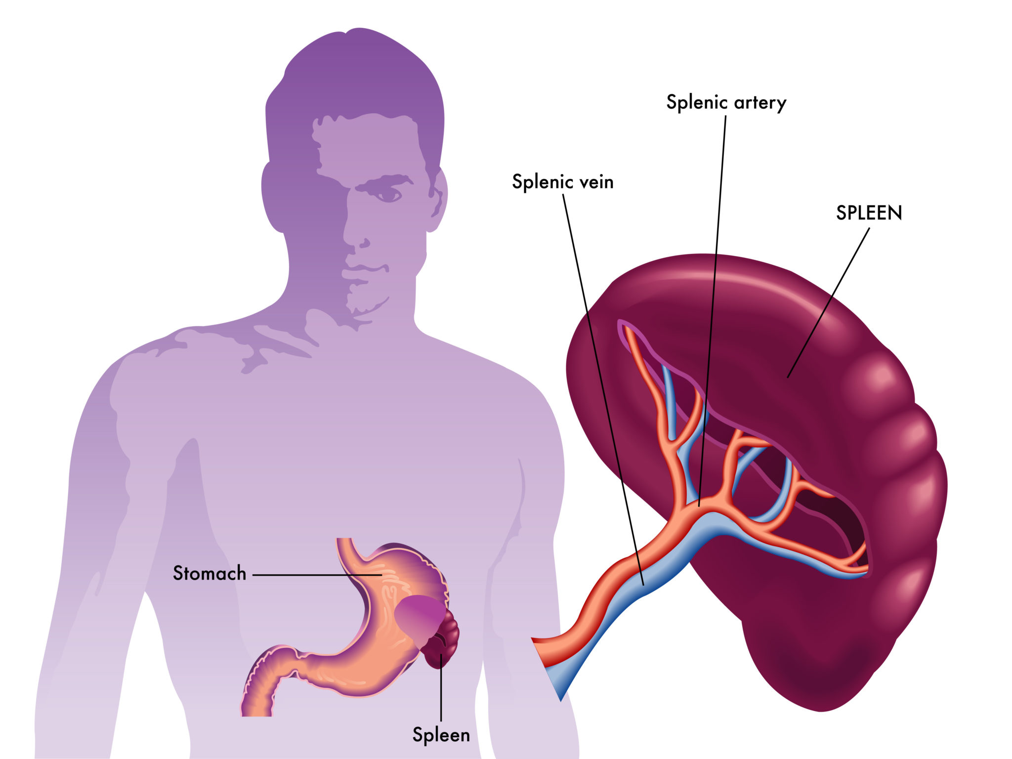 splenomegaly-ayurveda-concept-symptoms-causes-remedies