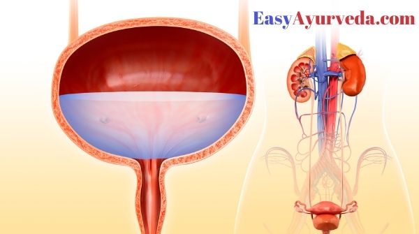 Cystitis In Ayurveda Symptoms, Causes, Treatment
